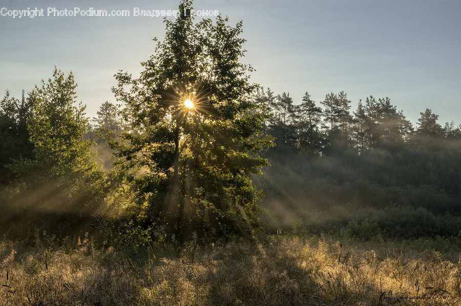 Conifer, Fir, Spruce, Wood, Plant, Tree, Field