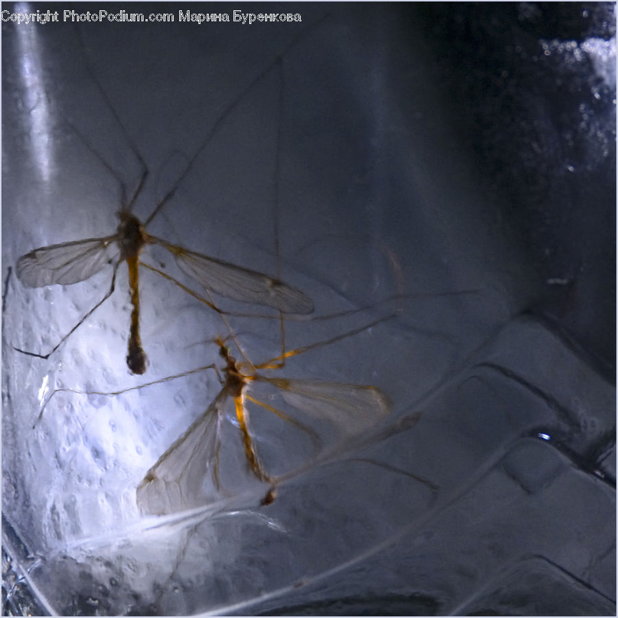 Arachnid, Garden Spider, Insect, Invertebrate, Spider, Black Widow