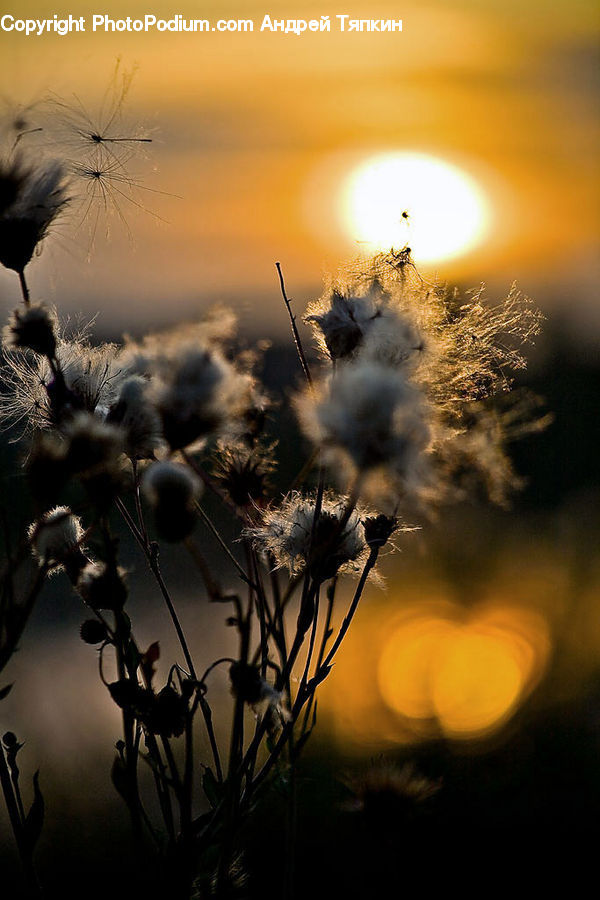 Plant, Weed, Blossom, Flora, Flower, Grass, Reed