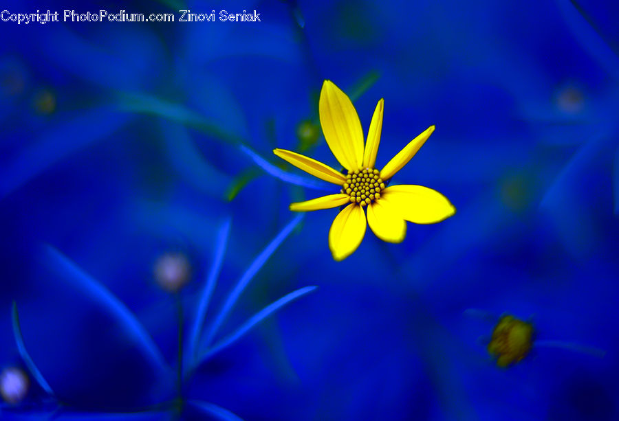 Blossom, Flora, Flower, Geranium, Plant, Daisies, Daisy