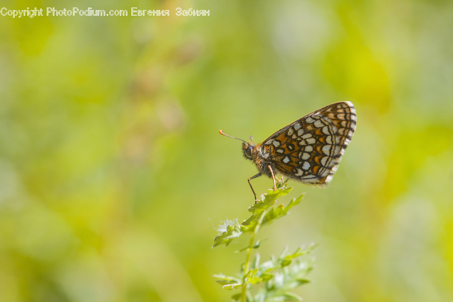 Butterfly, Insect, Invertebrate, Cockroach, Asteraceae, Blossom, Flora