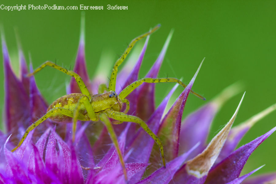 Cricket Insect, Grasshopper, Insect, Invertebrate, Asteraceae, Blossom, Flora