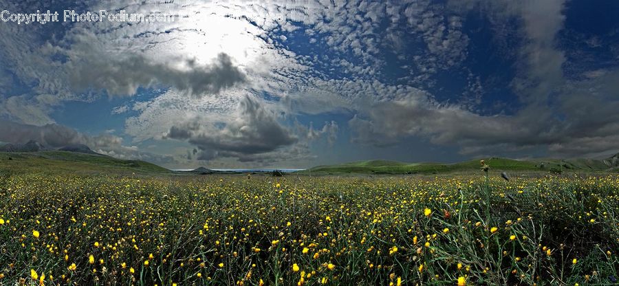 Field, Grass, Grassland, Land, Outdoors, Plant, Vegetation