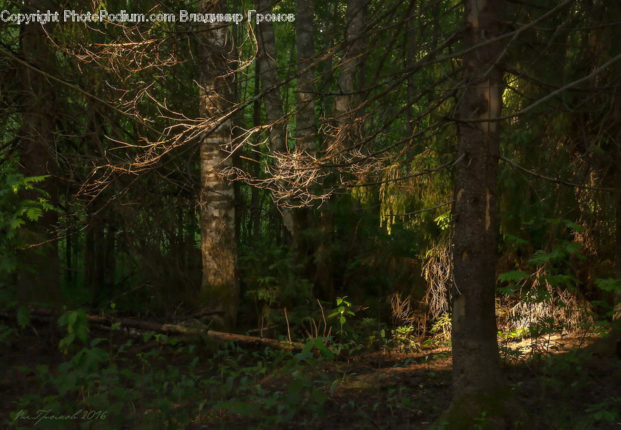 Forest, Vegetation, Jungle, Rainforest, Grove, Land, Plant