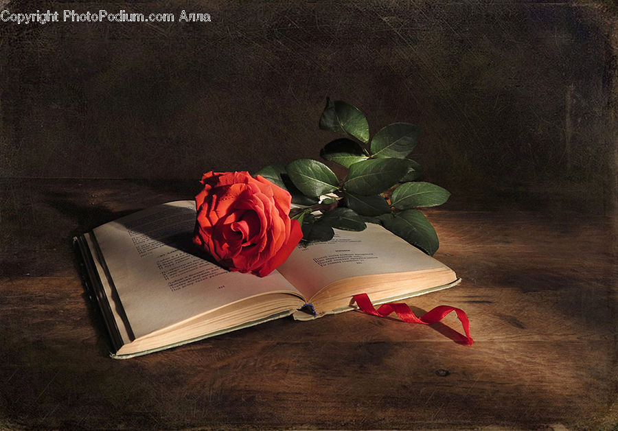 Plant, Potted Plant, Blossom, Flower, Rose, Gift, Flower Arrangement