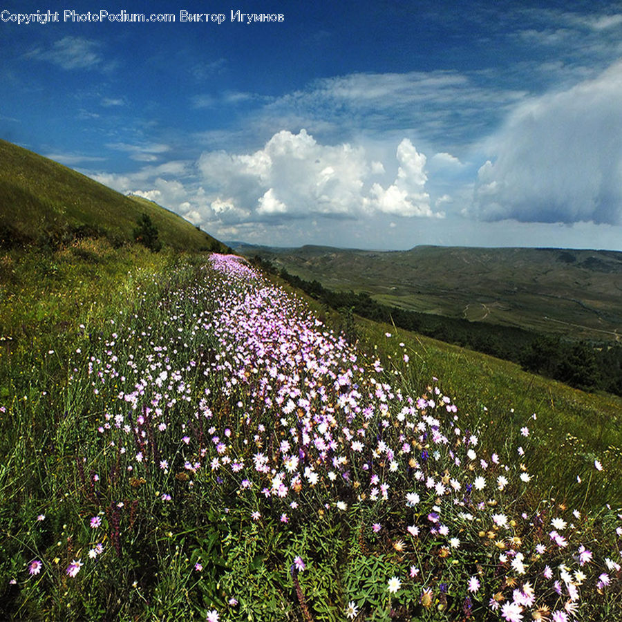 Field, Grass, Grassland, Land, Outdoors, Fiber, Flax