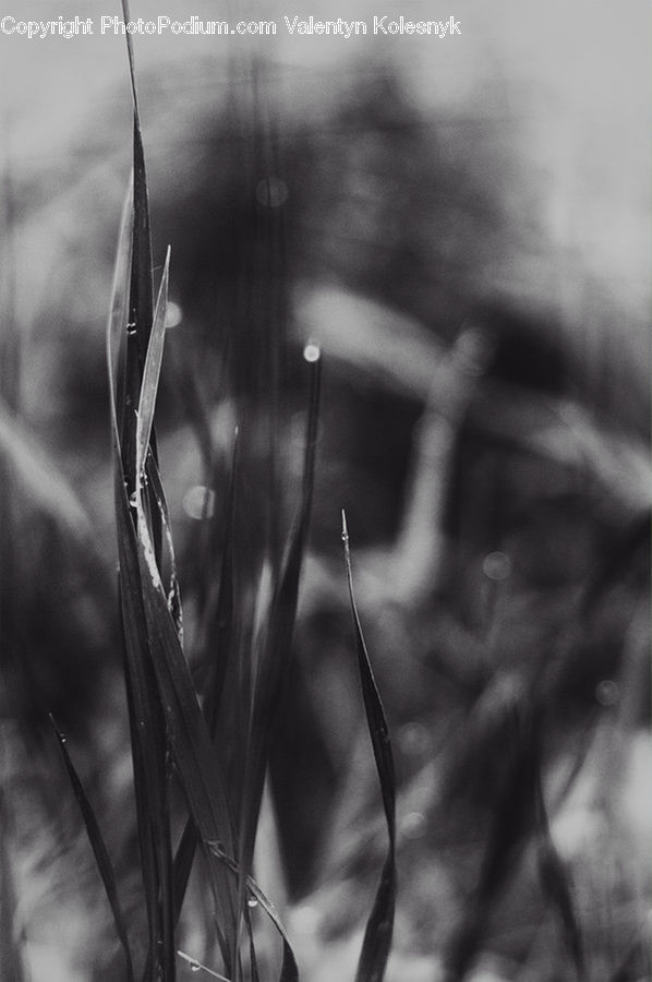 Grass, Plant, Reed, Grain, Wheat, Blossom, Flora