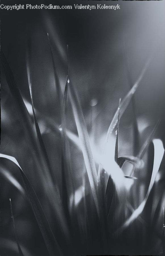 Field, Grass, Grassland, Plant, Blossom, Flora, Flower