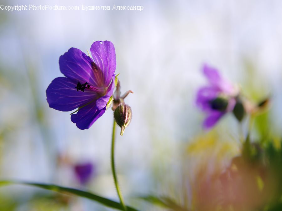 Blossom, Flora, Flower, Geranium, Plant, Crocus, Cosmos