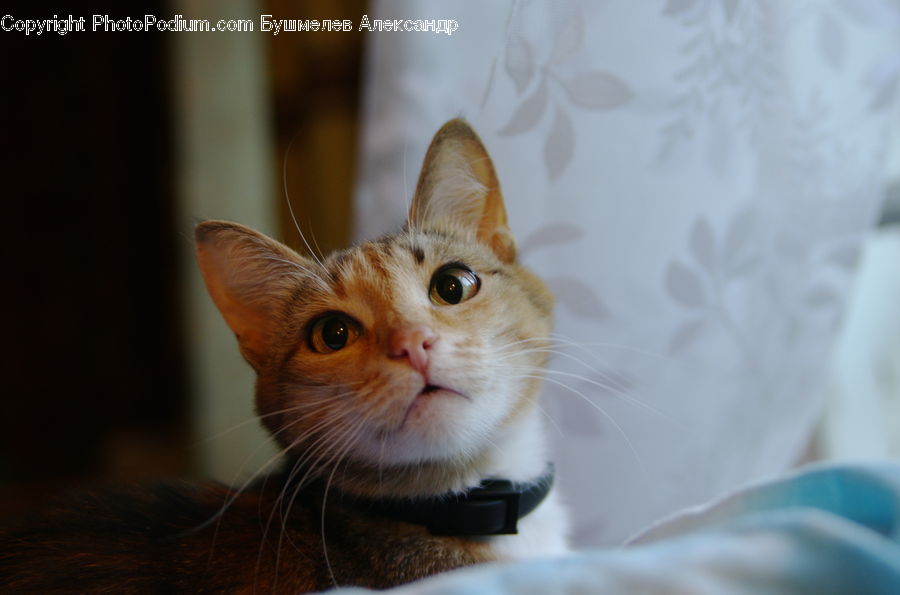 Animal, Cat, Kitten, Mammal, Pet, Abyssinian