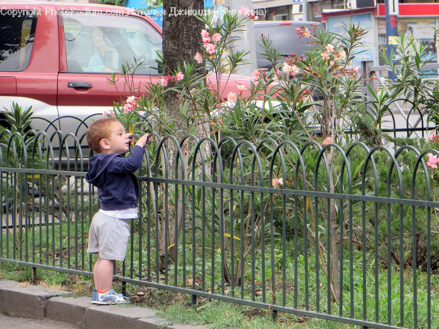 People, Person, Human, Plant, Potted Plant, Fence, Female