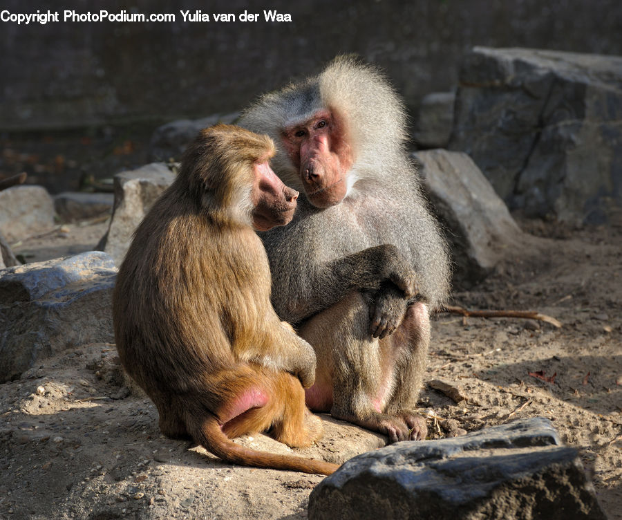 Animal, Baboon, Mammal, Monkey, Rock, Rubble, Dirt Road