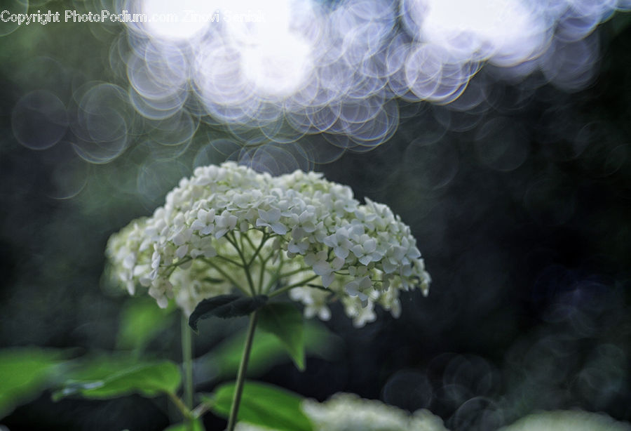 Blossom, Flora, Flower, Geranium, Plant, Dill, Vegetation