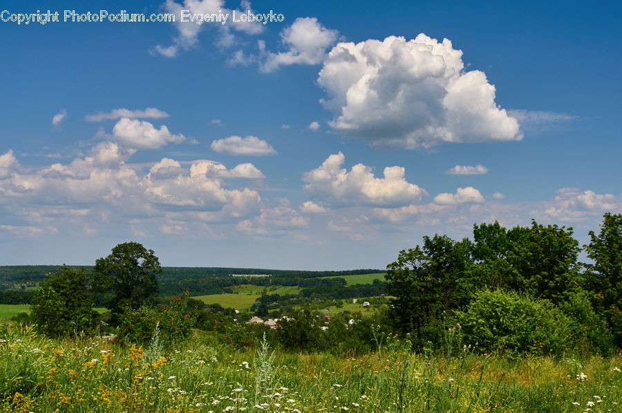 Field, Grass, Grassland, Meadow, Outdoors, Pasture, Land