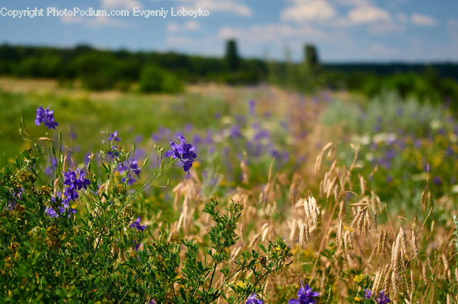 Aquilegia, Blossom, Flora, Flower, Plant, Iris, Field