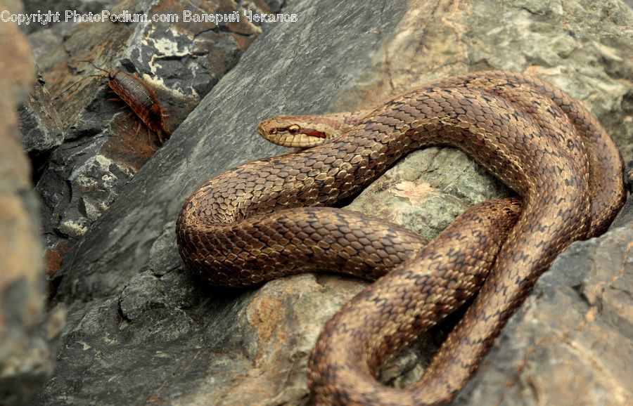 Reptile, Snake, Cockroach, Insect, Invertebrate, Rust, Rock