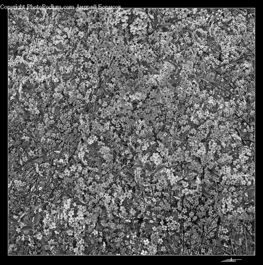 Ground, Soil, Asphalt, Tarmac, Pavement