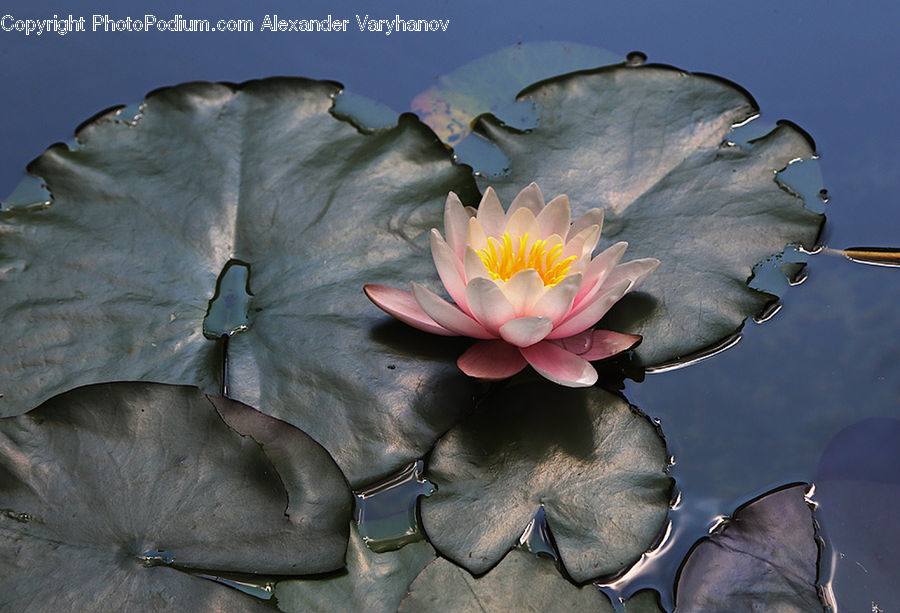Cactus, Plant, Flower, Lily, Pond Lily, Flora, Hibiscus