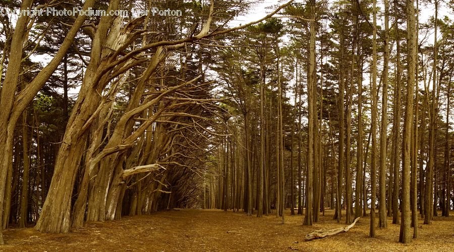 Bamboo, Plant, Wood, Forest, Vegetation, Birch, Tree