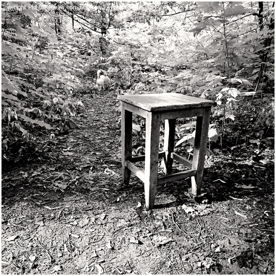 Chair, Furniture, Dirt Road, Gravel, Forest, Grove, Land