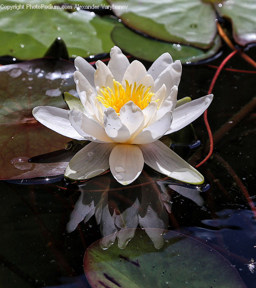 Flower, Lily, Plant, Pond Lily, Blossom, Flora