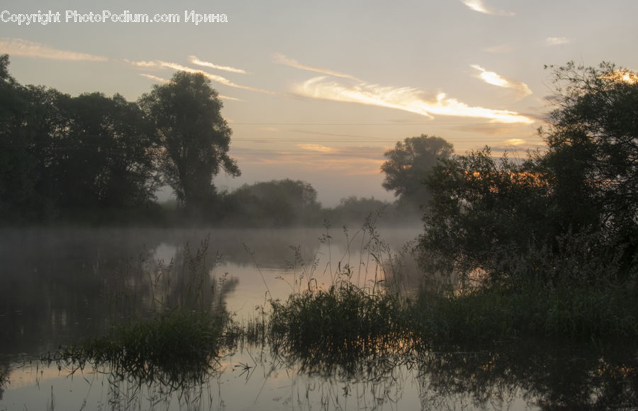 Fog, Mist, Outdoors, Land, Marsh, Pond, Swamp
