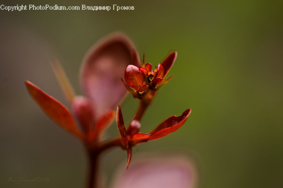 Blossom, Flora, Flower, Geranium, Plant, Bud, Anther