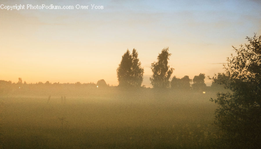 Grass, Plant, Reed, Fog, Dawn, Dusk, Sky
