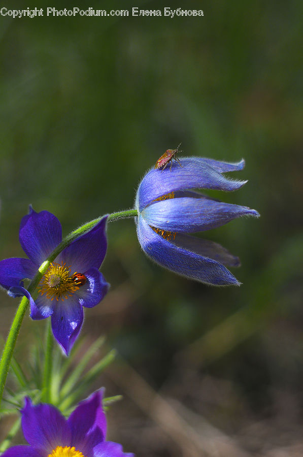 Blossom, Flora, Flower, Geranium, Plant, Crocus, Lupin