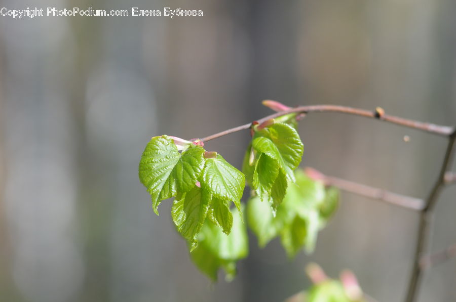 Plant, Vine, Blossom, Flora, Flower, Geranium, Conifer