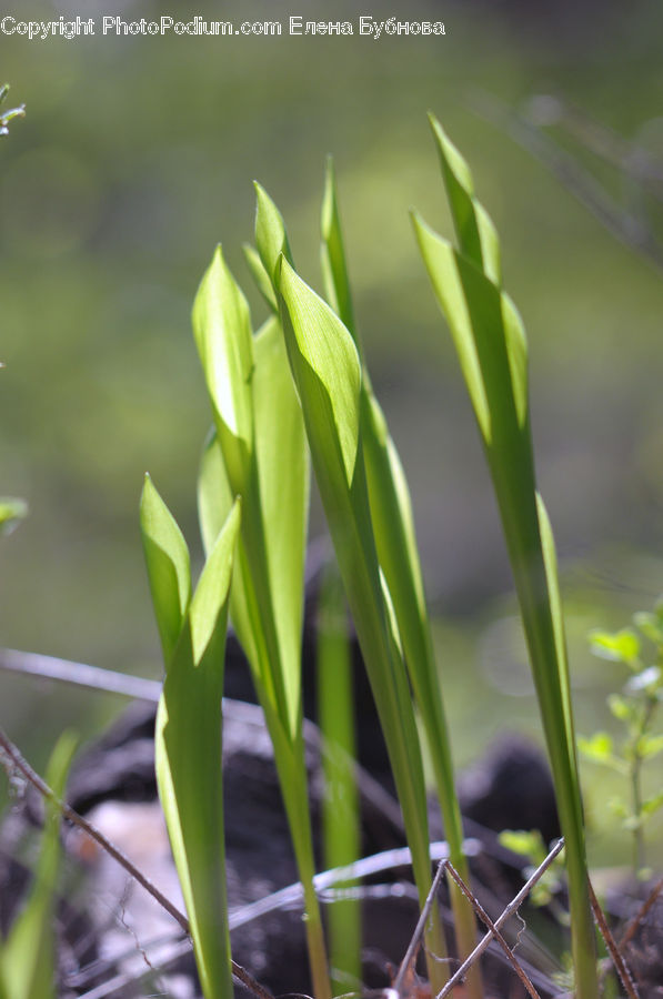 Field, Grass, Grassland, Plant, Blossom, Flora, Flower