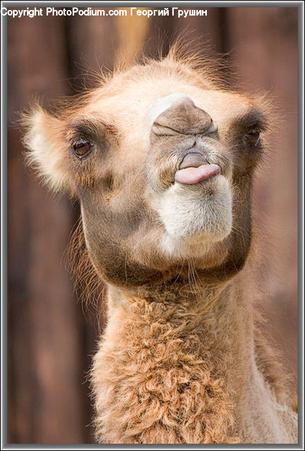 Animal, Camel, Mammal, Alpaca, Llama