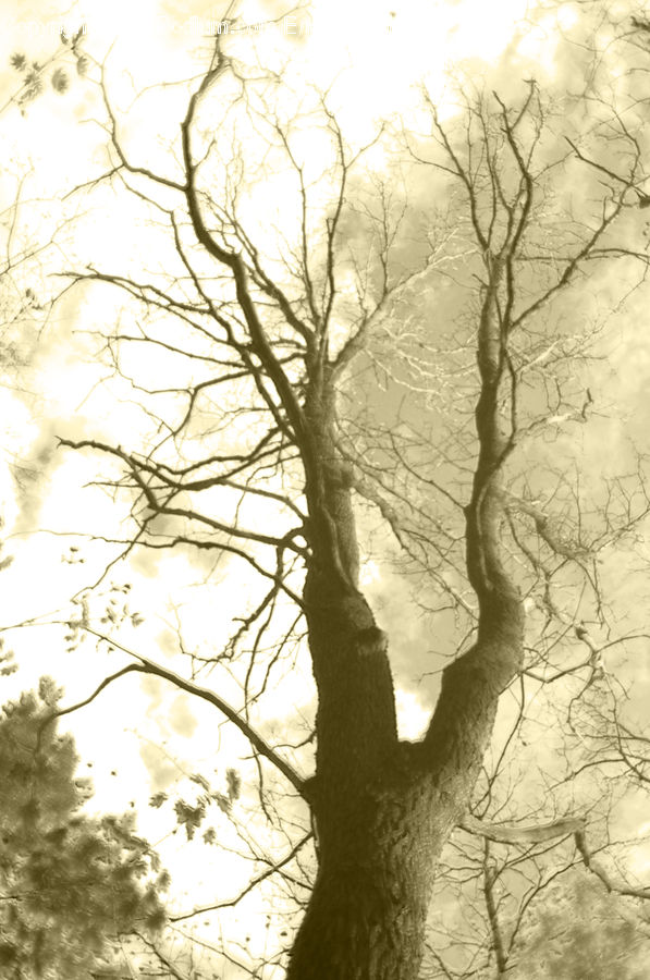 Oak, Tree, Wood, Plant, Flare, Light, Sunlight