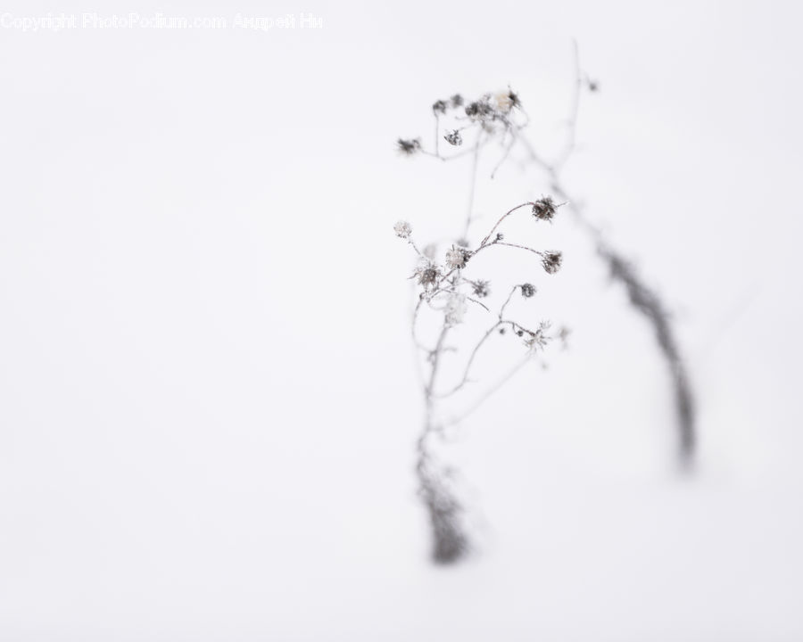 Diagram, Plan, Ice, Outdoors, Snow, Paper, Blossom