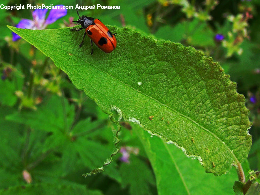 Insect, Invertebrate, Butterfly, Plant, Blossom, Flora, Flower