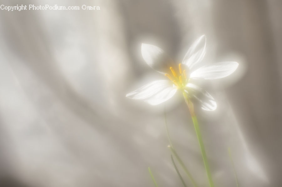 Cosmos, Fiber, Flax, Flora, Flower, Plant, Blossom