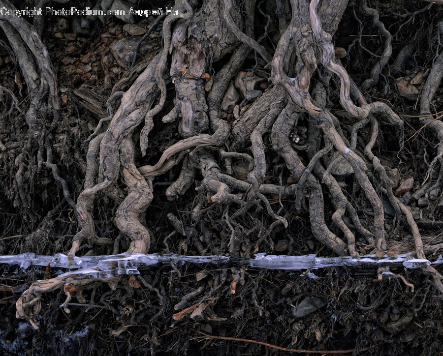 Root