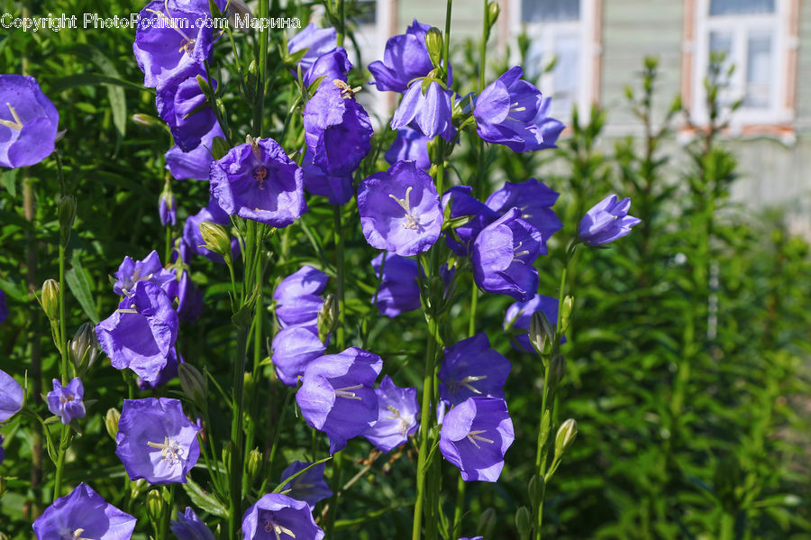 Flora, Flower, Iris, Plant, Blossom, Crocus, Violet