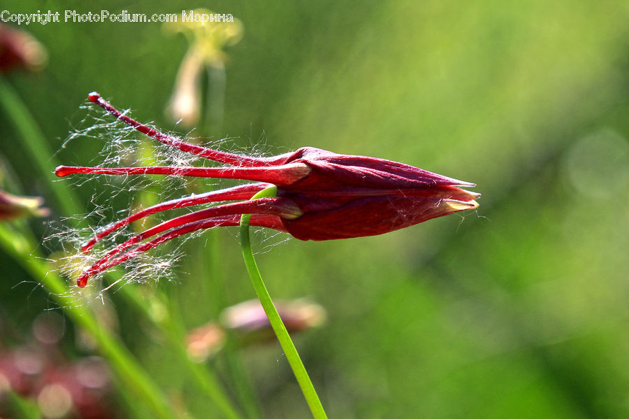 Blossom, Flora, Flower, Geranium, Plant, Aquilegia, Gladiolus