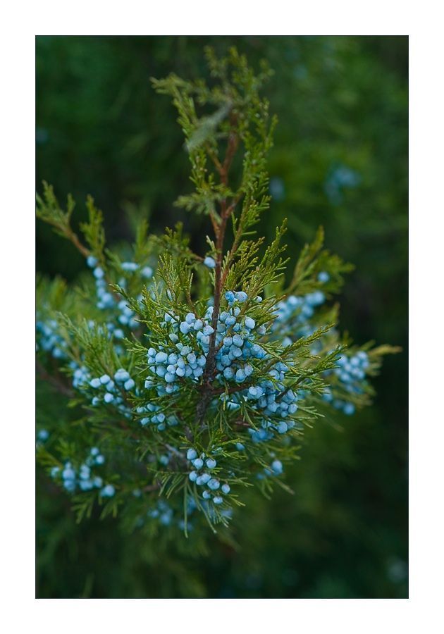 Dill, Plant, Conifer, Fir, Tree, Apiaceae, Blossom