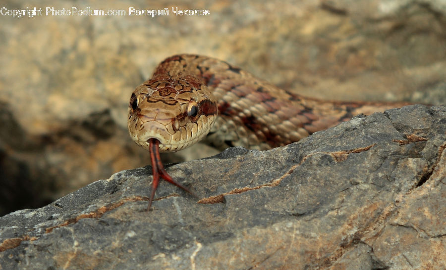 Reptile, Snake, Cricket Insect, Grasshopper, Insect, Invertebrate, Lizard