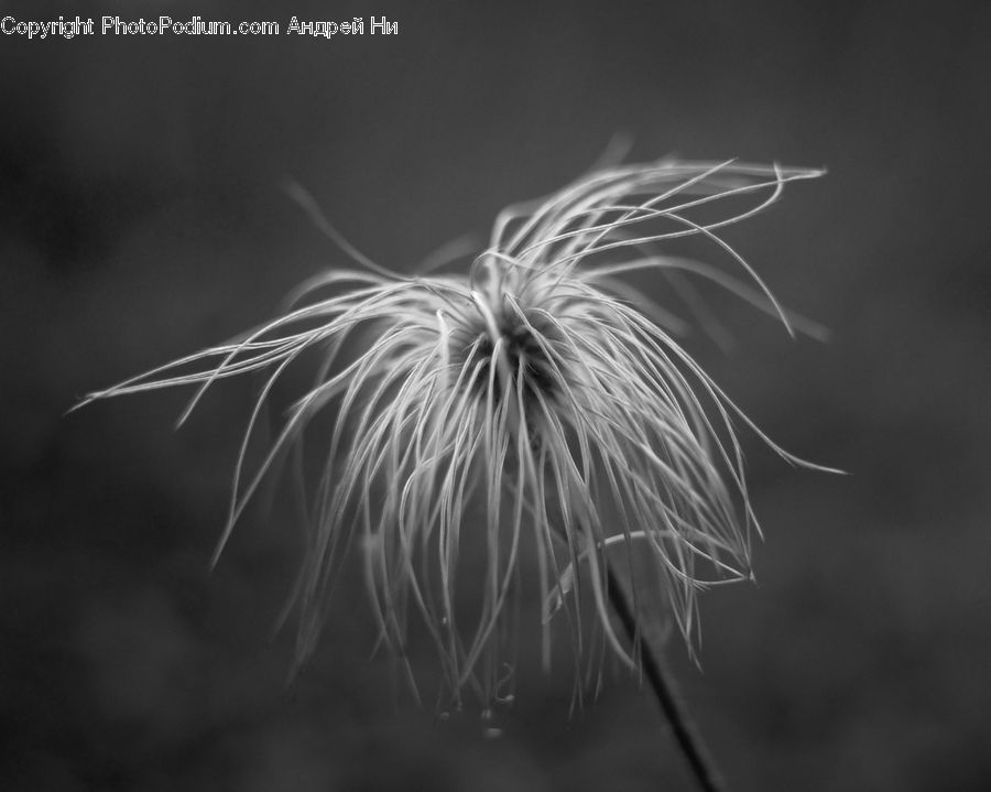 Fireworks, Night, Dandelion, Flower, Plant, Grain, Seed