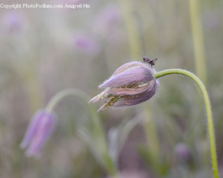 Bud, Plant, Blossom, Flora, Flower, Geranium, Lavender