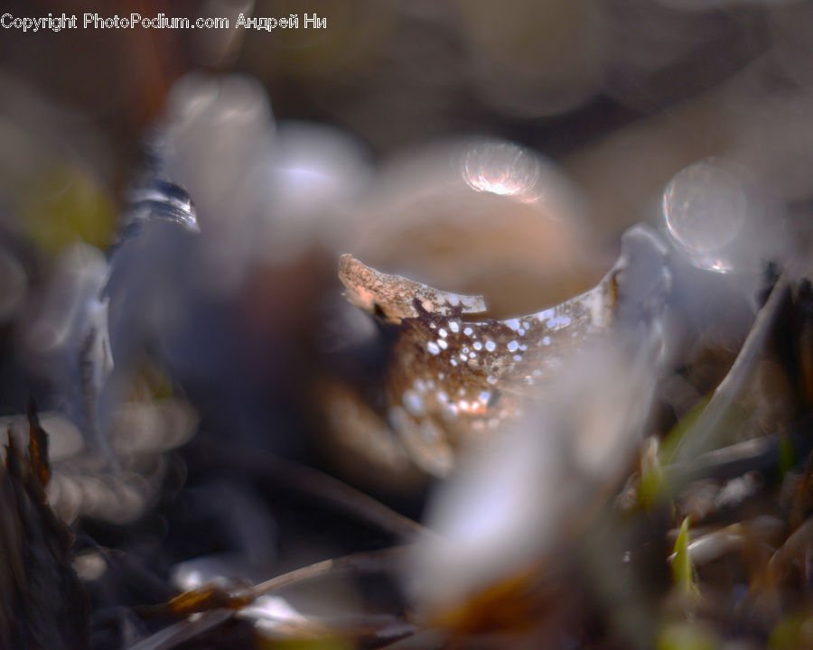 Bubble, Droplet, Moss, Plant, Blossom, Flora, Flower