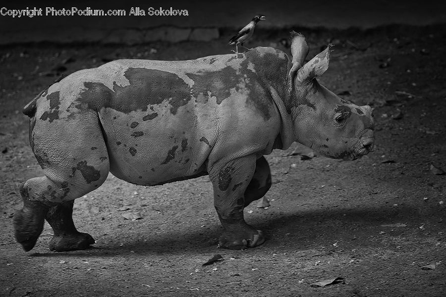 Angus, Animal, Bull, Mammal