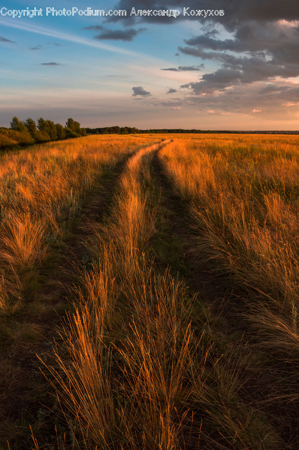 Field, Grass, Grassland, Land, Outdoors, Plant, Grain