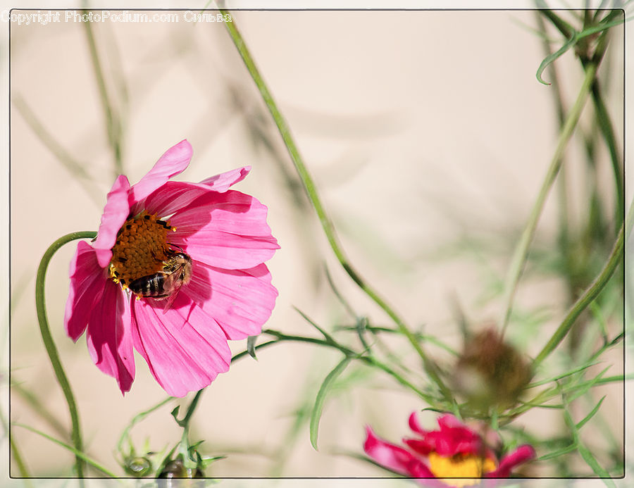 Cosmos, Flower Arrangement, Ikebana, Plant, Potted Plant, Vase, Bee