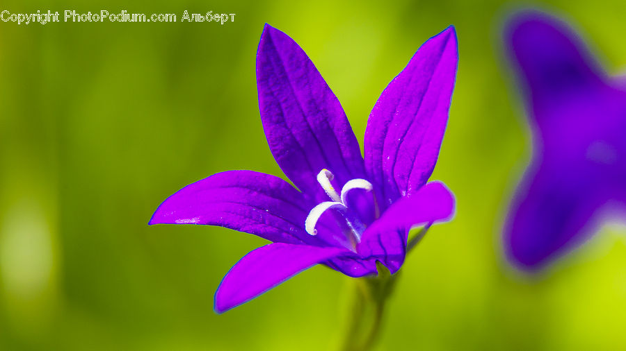 Blossom, Flora, Flower, Geranium, Plant, Violet, Crocus