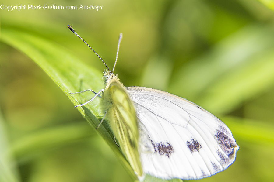 Butterfly, Insect, Invertebrate, Anisoptera, Dragonfly, Cricket Insect, Grasshopper