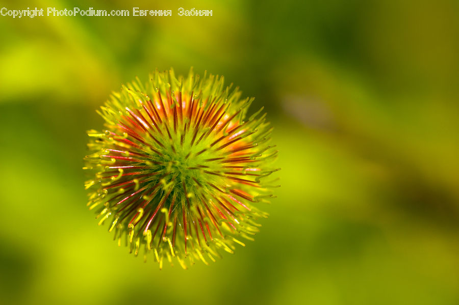 Dandelion, Flower, Plant, Blossom, Flora, Conifer, Fir